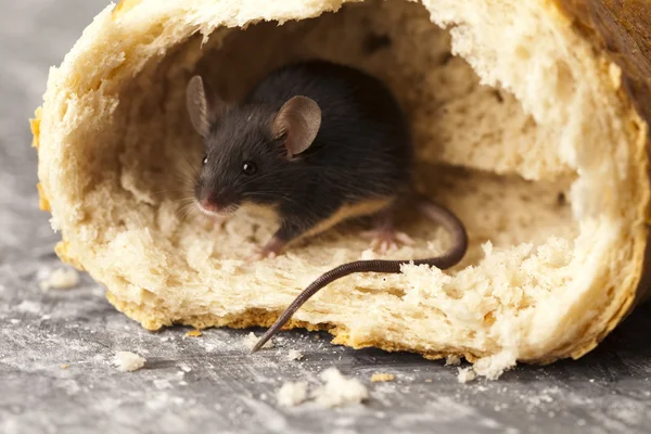 Bread and mouse — Stock Photo, Image
