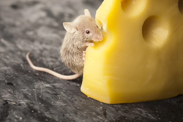 Ratón divertido en el queso — Foto de Stock