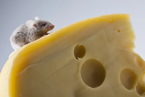 Souris drôle sur le fromage — Photo