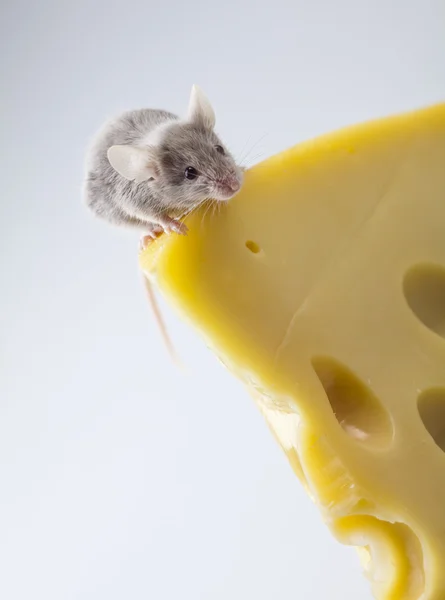 Pequeno animal, rato — Fotografia de Stock