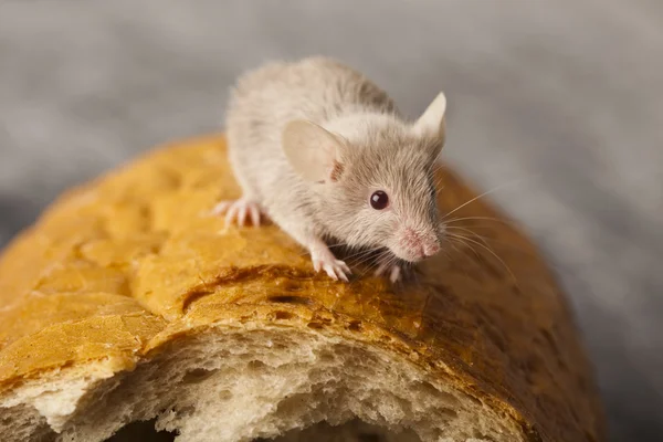 Ποντίκι φόντο — Φωτογραφία Αρχείου