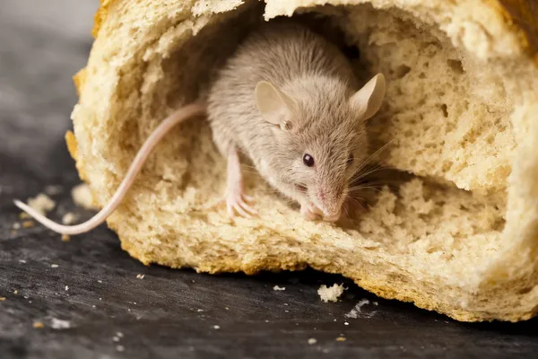 Chleb i myszy — Zdjęcie stockowe