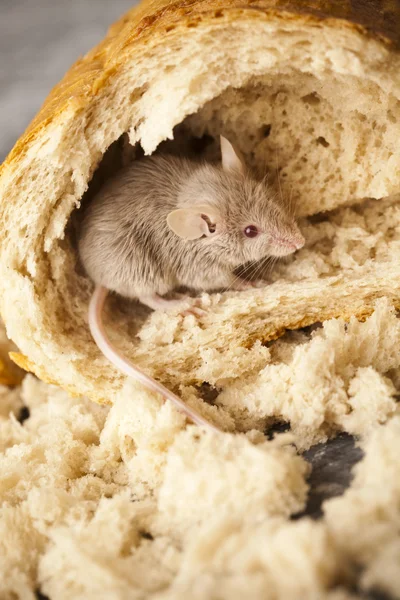Brot und Maus — Stockfoto