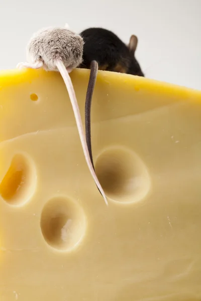 Brânză și șoarece — Fotografie, imagine de stoc