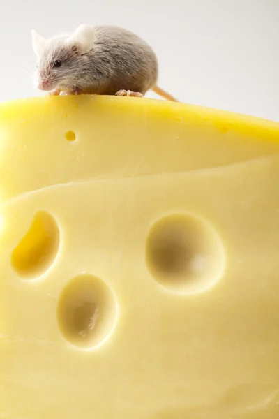 奶酪上的老鼠 — 图库照片