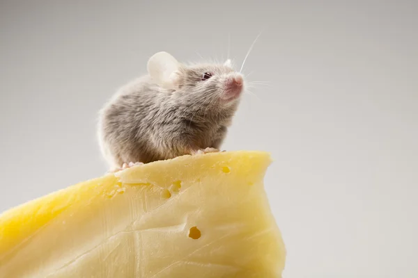 Maus auf dem Käse — Stockfoto