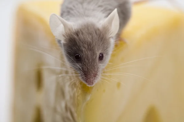 Mouse sul formaggio — Foto Stock