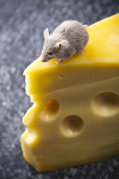 Сыр и мышь — стоковое фото
