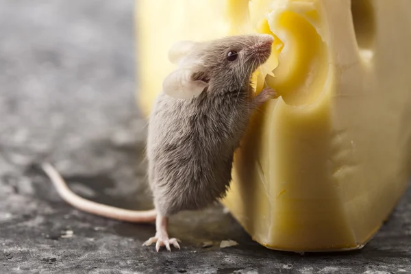 Мышь на сыре — стоковое фото