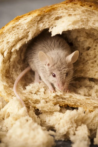 Chléb a myš — Stock fotografie