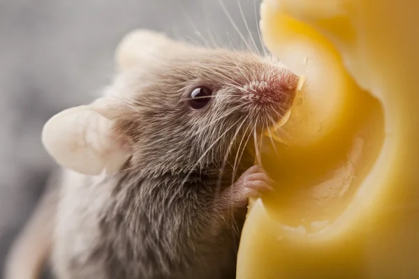 Mouse on the cheese — Stock Photo, Image