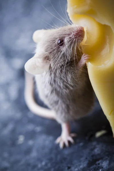 Сыр и мышь — стоковое фото