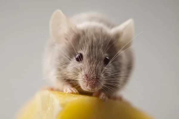 Сир і миша — стокове фото