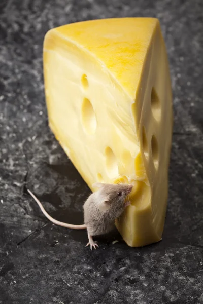 Rato no queijo — Fotografia de Stock