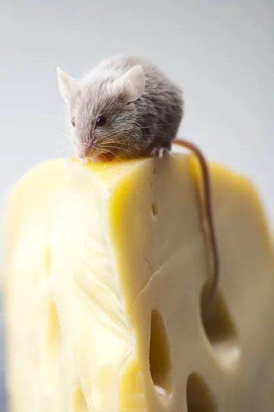 チーズの上のマウス — ストック写真