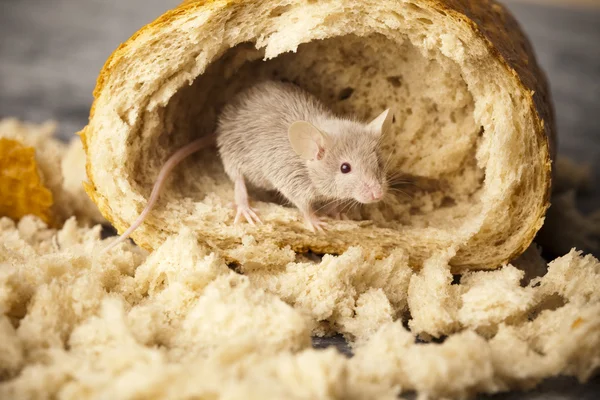 Ποντίκι και ψωμί — Φωτογραφία Αρχείου