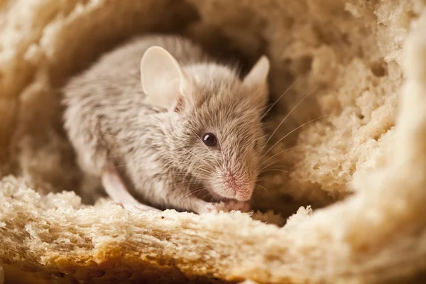 Ratón y pan —  Fotos de Stock