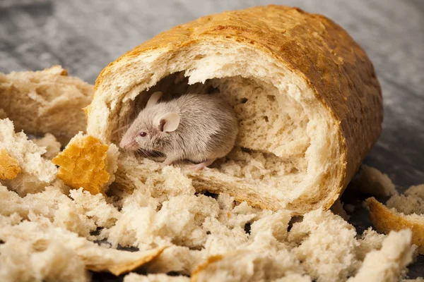 Ratón y pan — Foto de Stock