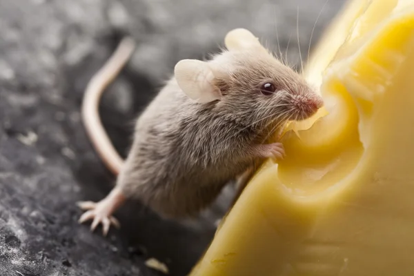 stock image Mouse on the cheese