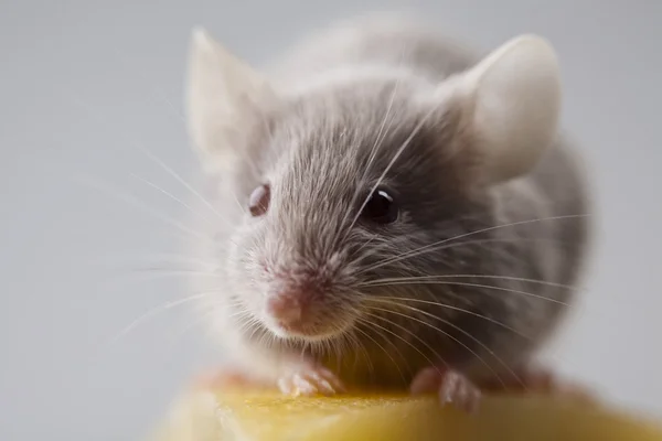 Maus auf dem Käse — Stockfoto