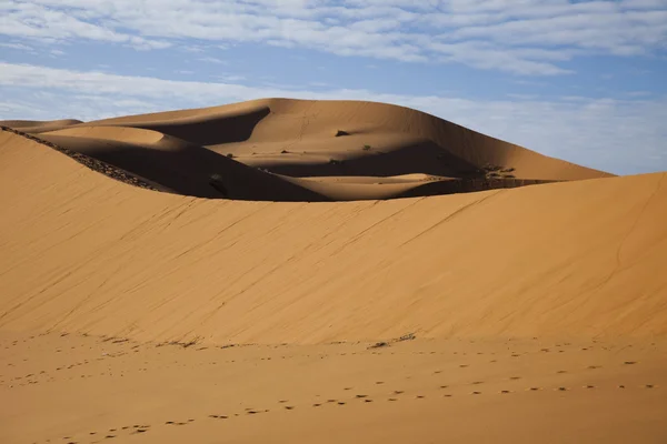 Marockanska öknen dune, merzouga Royaltyfria Stockfoton
