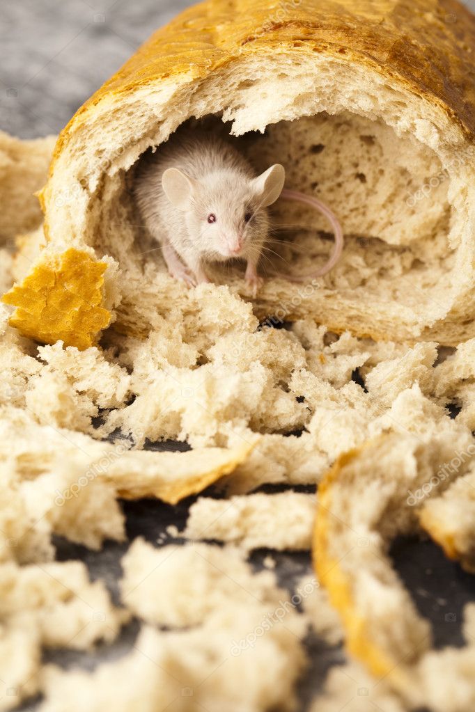 Mouse and bread Stock Photo by ©JanPietruszka 7439867