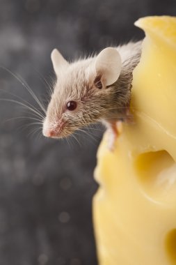 Cheese and mouse clipart