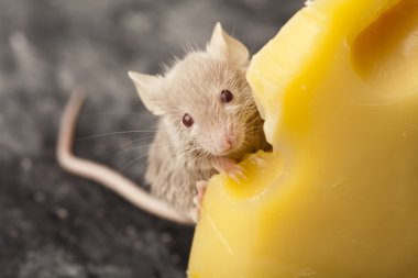 Cheese and mouse clipart