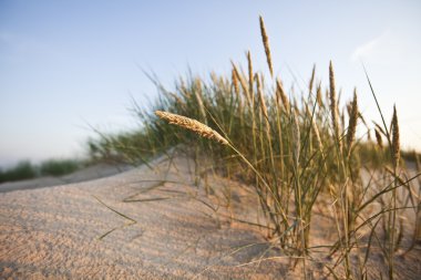 Sand background clipart