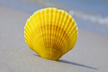 Sea shell on the beach clipart