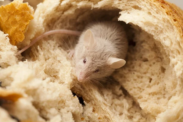 Хлеб и мышь — стоковое фото