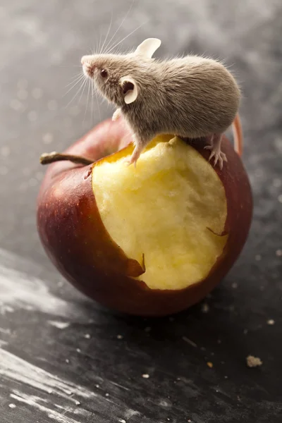 stock image Red apple and mouse