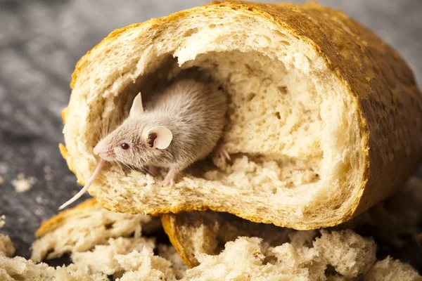 Pan y ratón —  Fotos de Stock