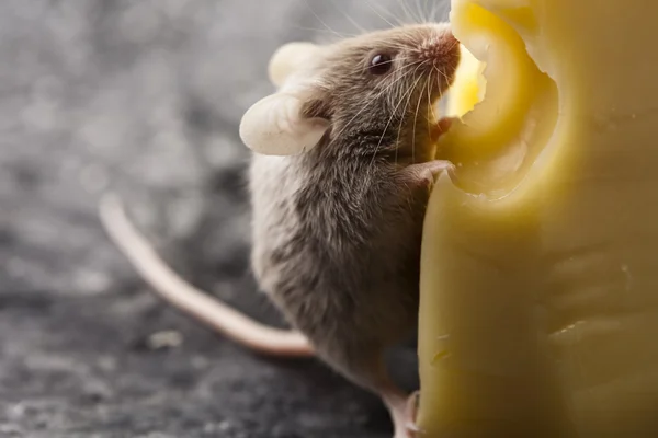 Grappige muis op de kaas — Stockfoto