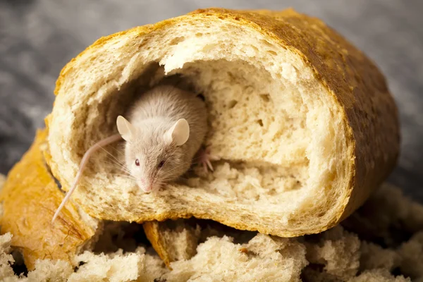Chléb a myš — Stock fotografie