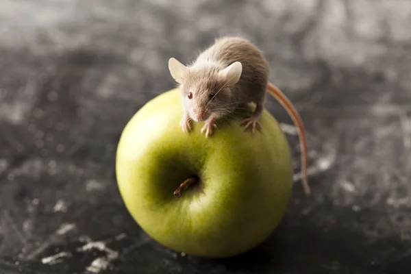 Roter Apfel und rote Maus — Stockfoto