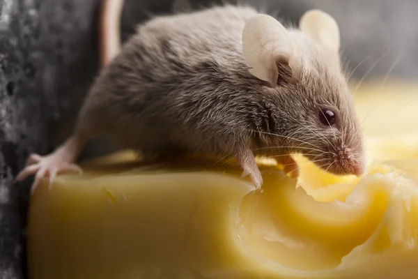 Șoarece amuzant pe brânză — Fotografie, imagine de stoc