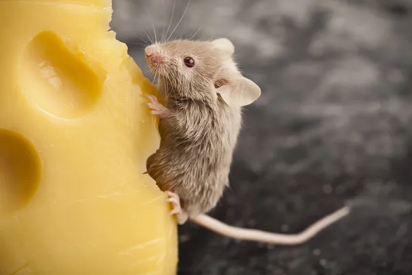 Rato engraçado no queijo — Fotografia de Stock