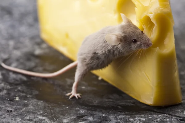 Käse und Maus — Stockfoto