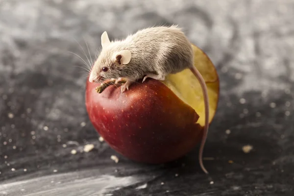 Roter Apfel und rote Maus — Stockfoto