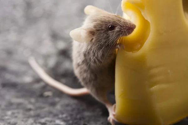 stock image Cheese and mouse