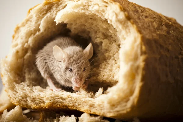 Ekmek ve fare — Stok fotoğraf