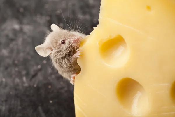 チーズとネズミ — ストック写真