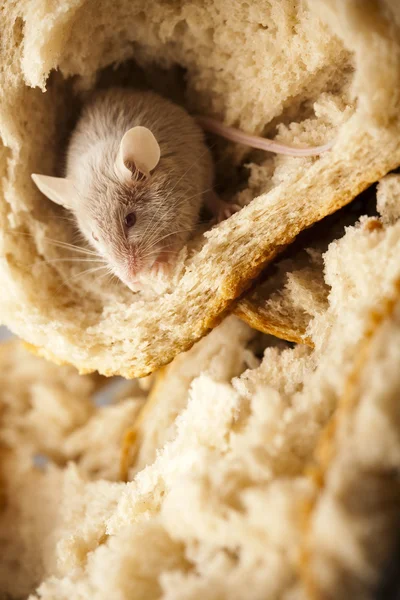 Brot und Maus — Stockfoto