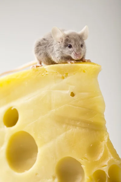 奶酪和鼠标 — 图库照片