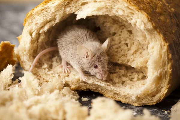 Pan y ratón — Foto de Stock