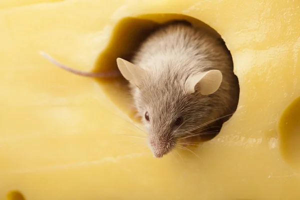 Cheese and mouse — Stock Photo, Image