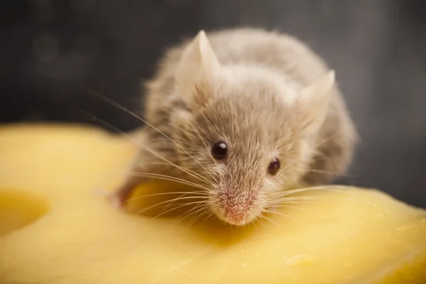 Queso y ratón — Foto de Stock