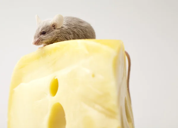 Мышь на сыре — стоковое фото