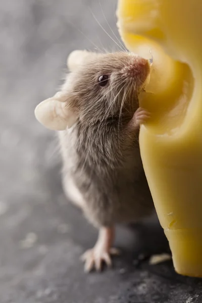 치즈 위에 놓인 특이 한 생쥐 — 스톡 사진